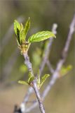 Frangula alnus