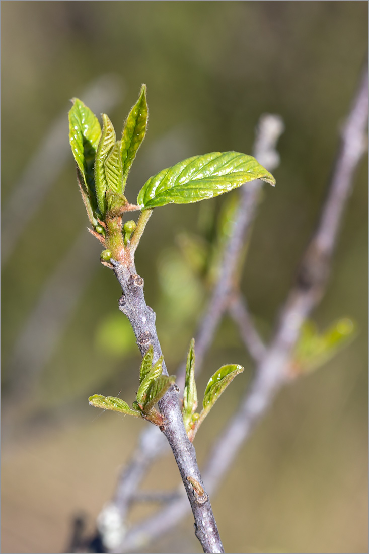 Изображение особи Frangula alnus.