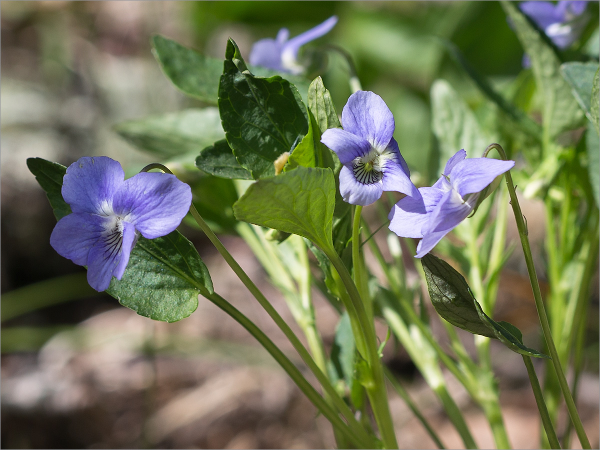 Image of Viola canina specimen.