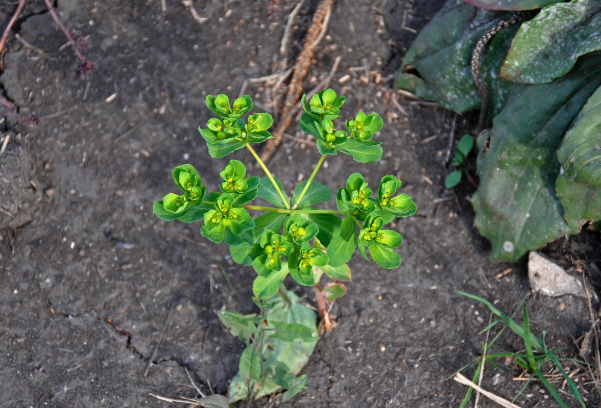 Изображение особи Euphorbia helioscopia.