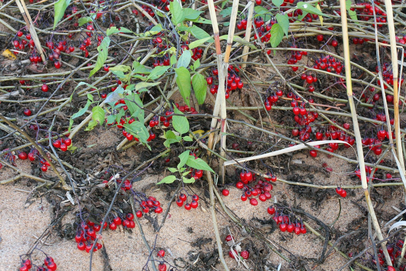 Изображение особи Solanum dulcamara.