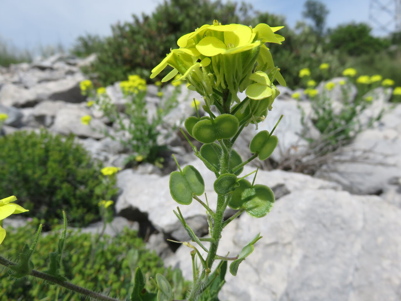 Image of Biscutella cichoriifolia specimen.