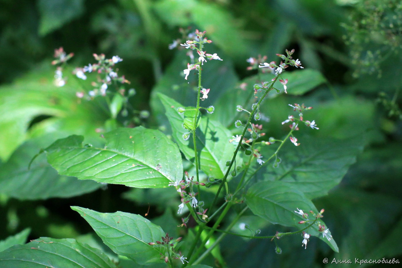 Изображение особи Circaea lutetiana.