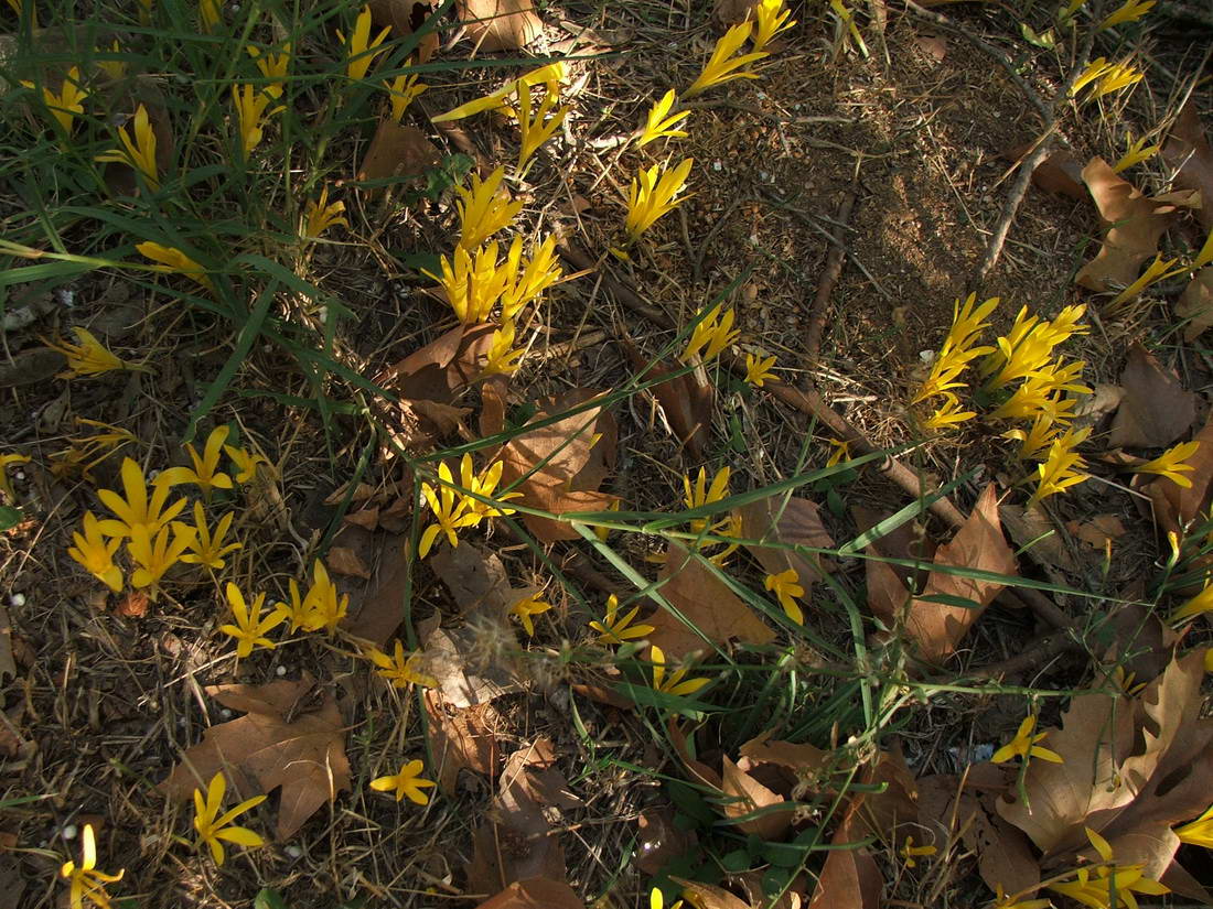 Изображение особи Sternbergia colchiciflora.