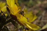 Adonis volgensis