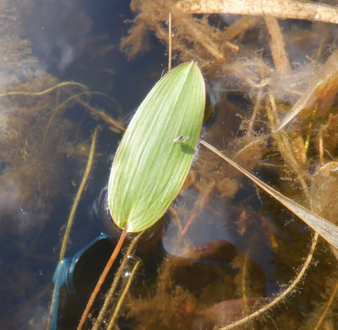 Image of genus Potamogeton specimen.