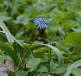 Scilla siberica