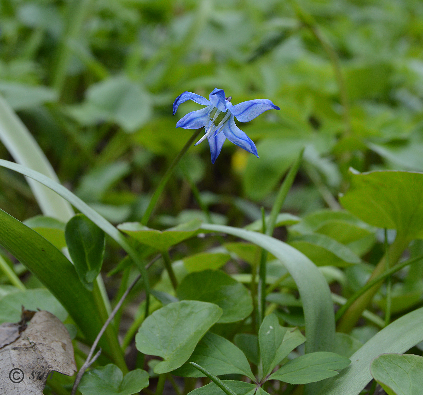 Изображение особи Scilla siberica.