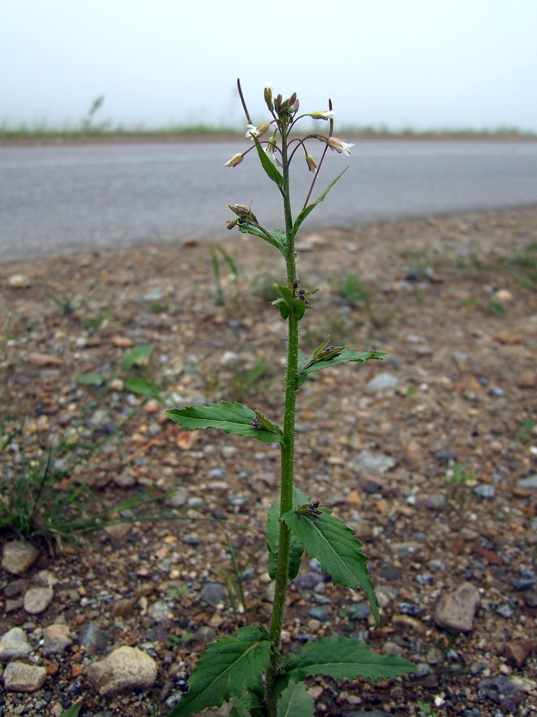 Image of Arabis pendula specimen.