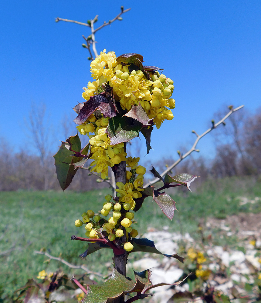 Изображение особи Mahonia aquifolium.