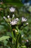 Saussurea latifolia