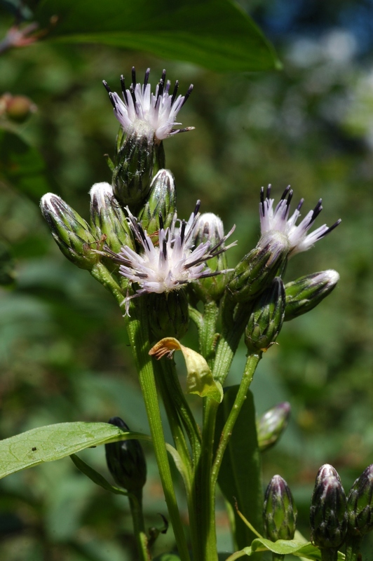 Image of Saussurea latifolia specimen.