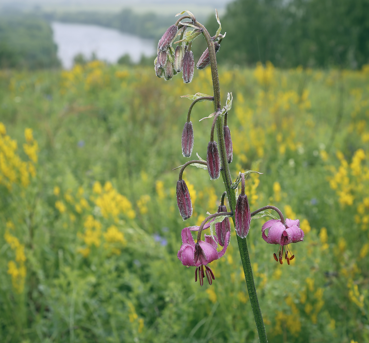 Image of Lilium pilosiusculum specimen.