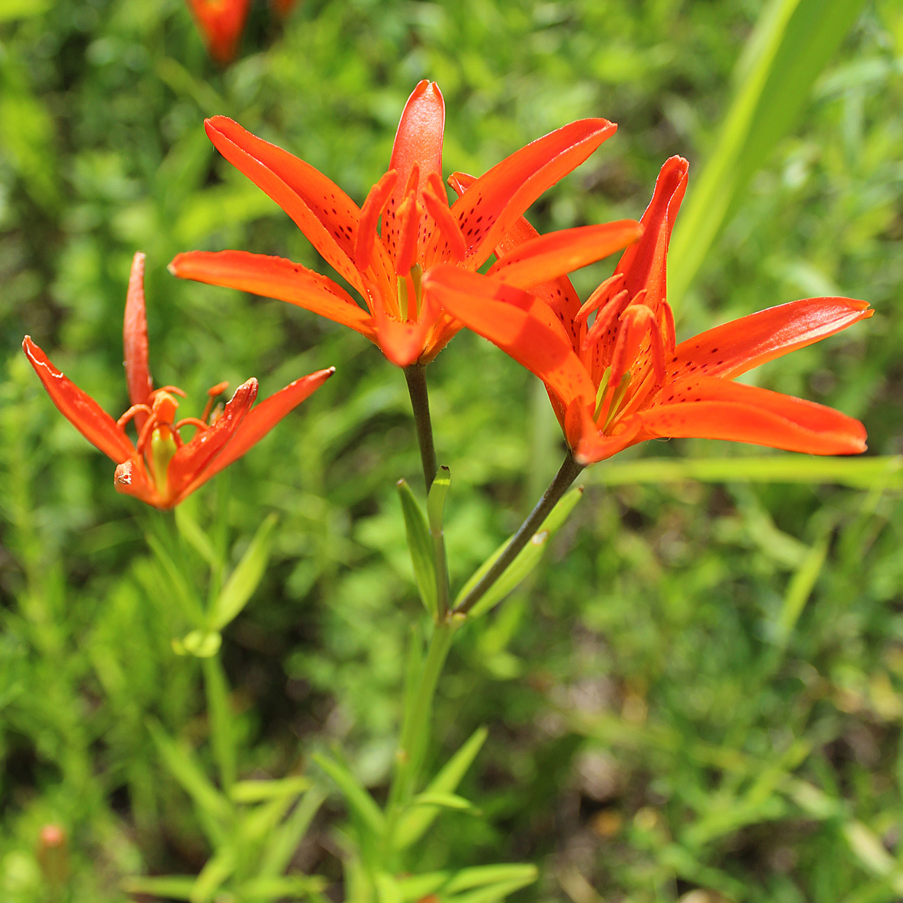 Изображение особи Lilium buschianum.