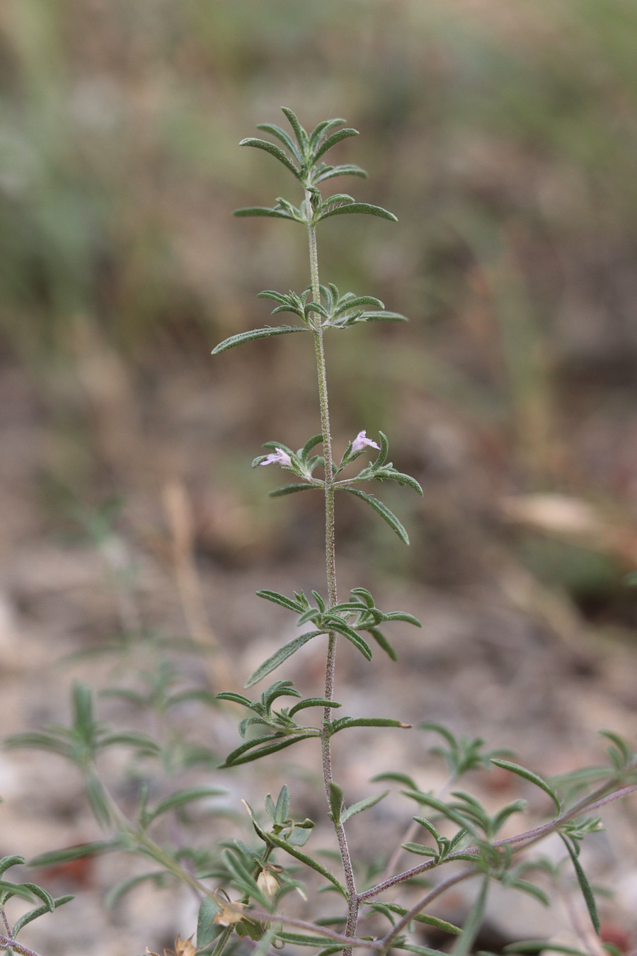 Изображение особи Satureja hortensis.