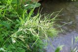 Poa bulbosa ssp. vivipara