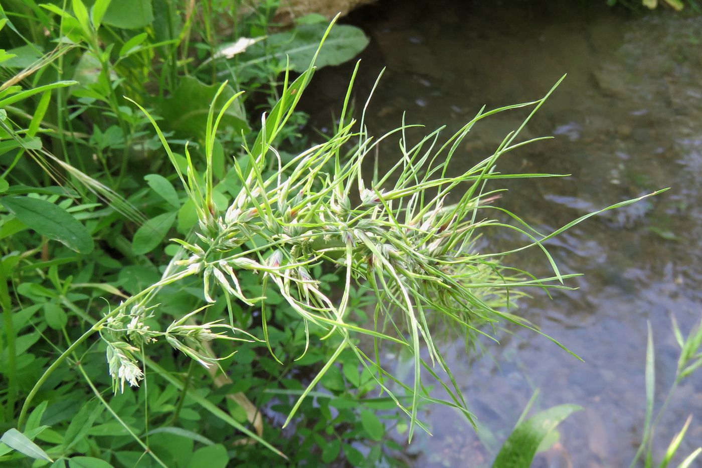 Изображение особи Poa bulbosa ssp. vivipara.