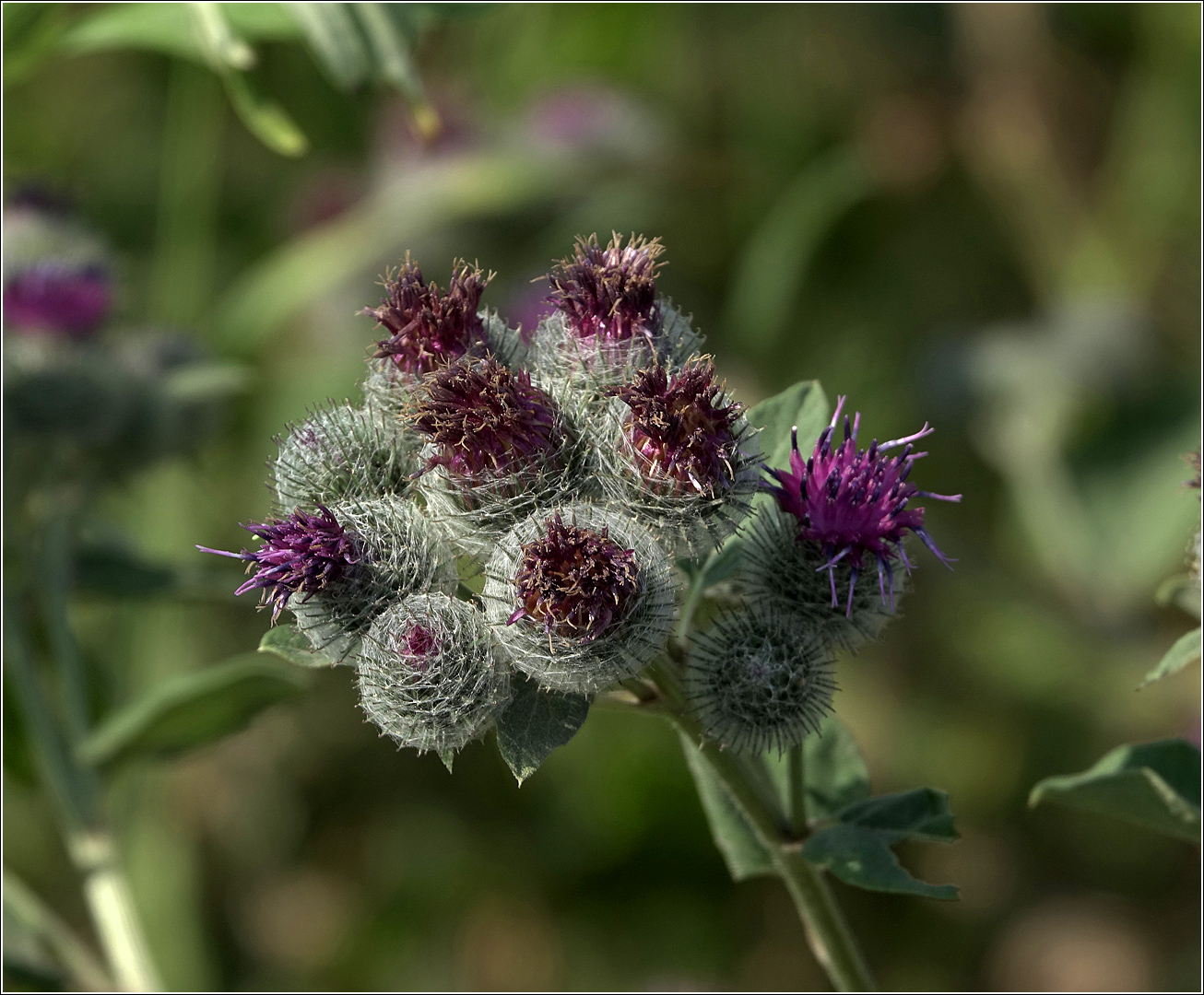 Изображение особи Arctium tomentosum.