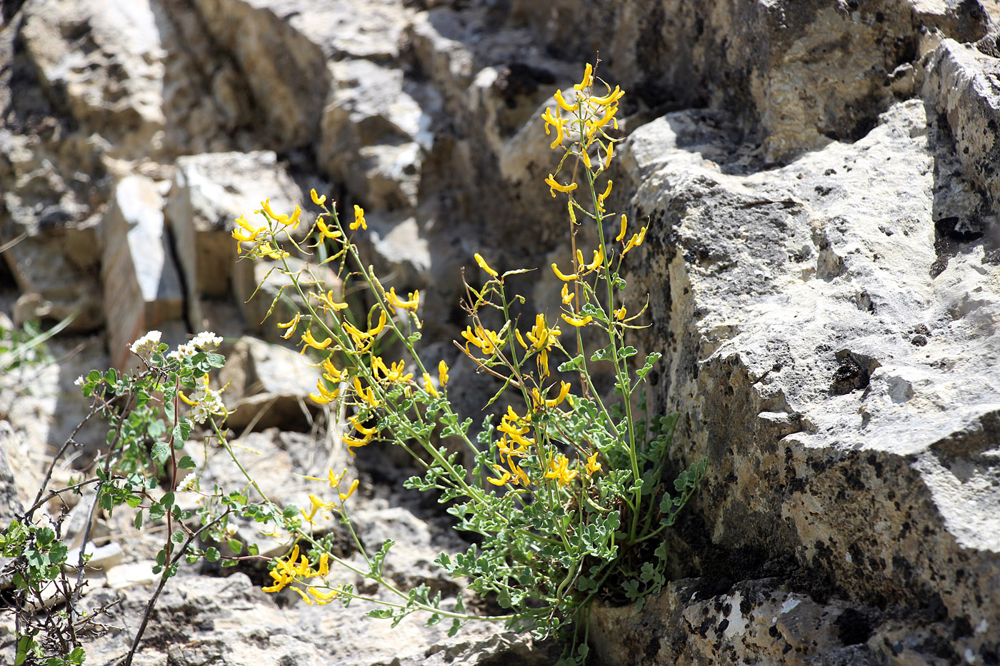 Image of Corydalis paniculigera specimen.