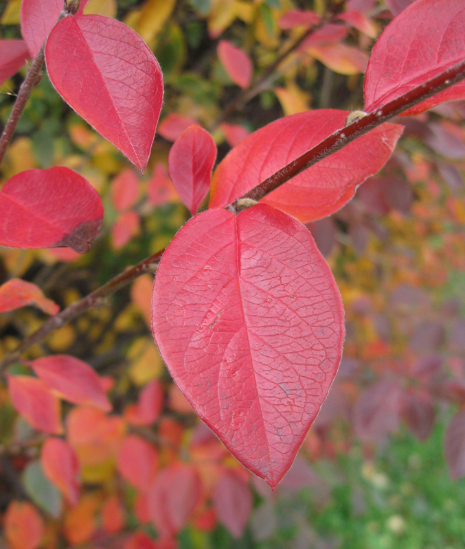 Image of Cotoneaster lucidus specimen.