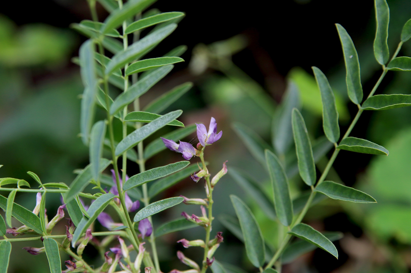 Изображение особи Glycyrrhiza glabra.