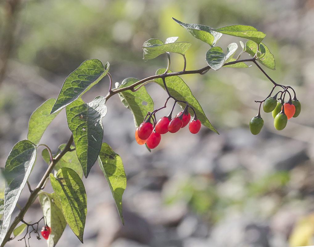 Изображение особи Solanum dulcamara.