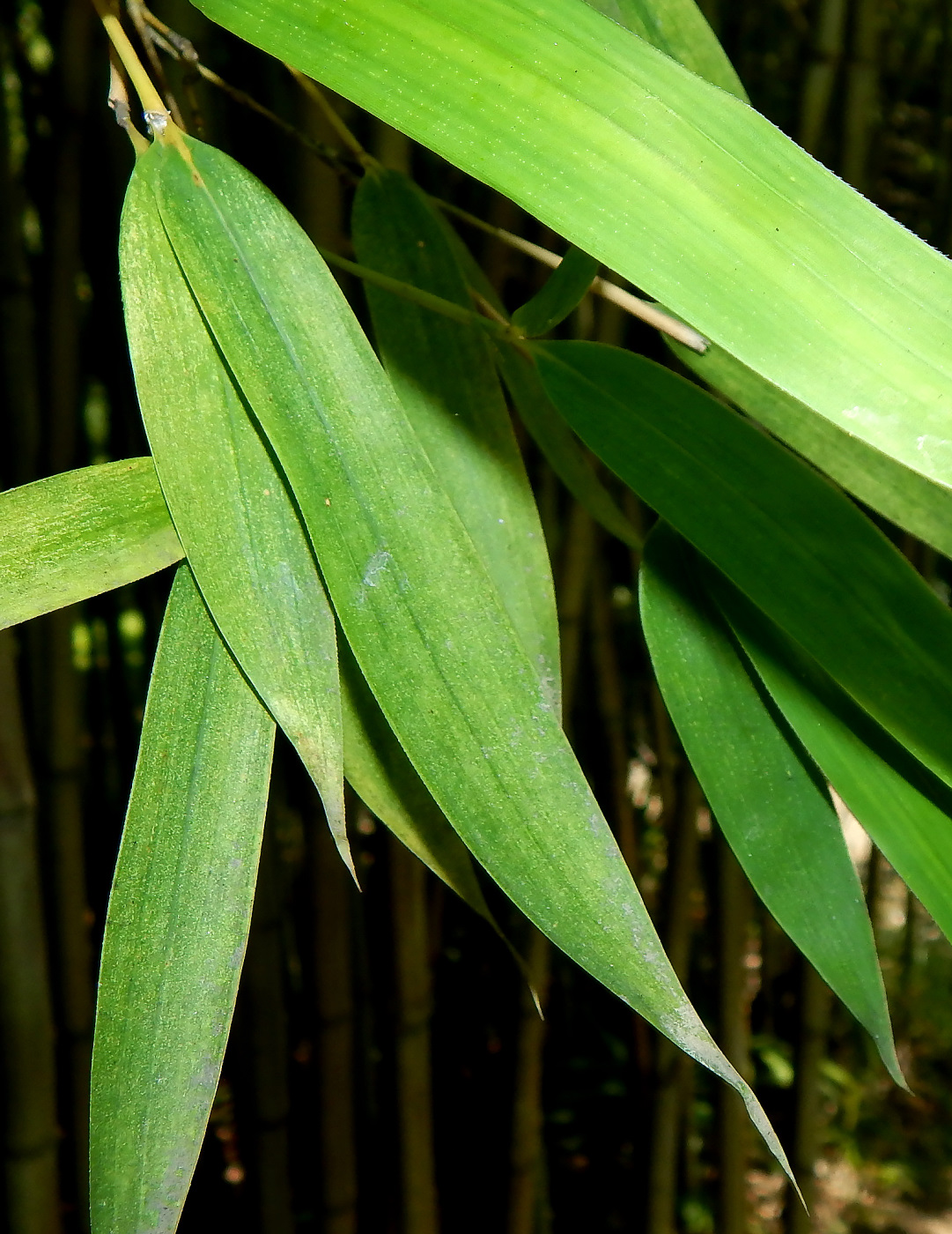 Image of Phyllostachys sulphurea specimen.