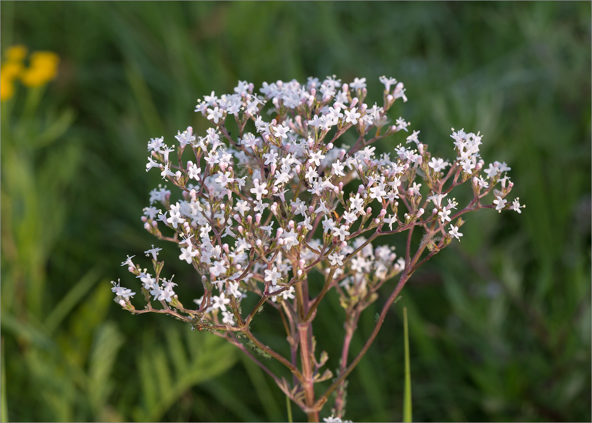 Изображение особи Valeriana salina.