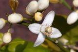 Citrus × paradisi. Цветок и бутоны. Израиль, г. Бат-Ям, в культуре. 22.03.2019.