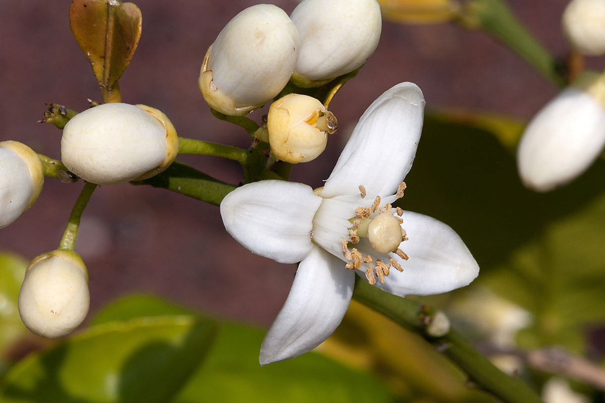 Изображение особи Citrus &times; paradisi.