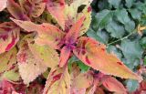 Coleus scutellarioides