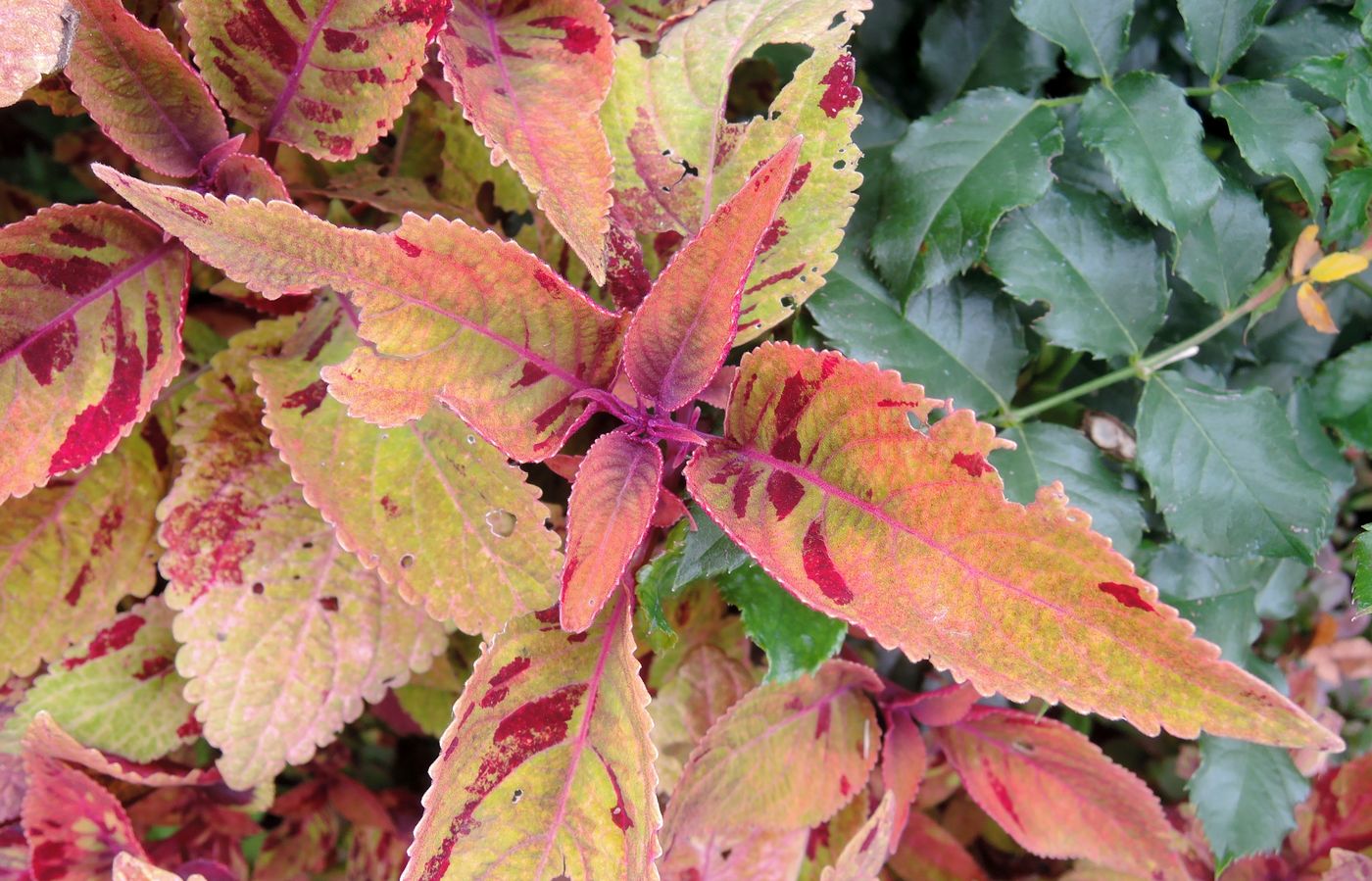 Image of Coleus scutellarioides specimen.