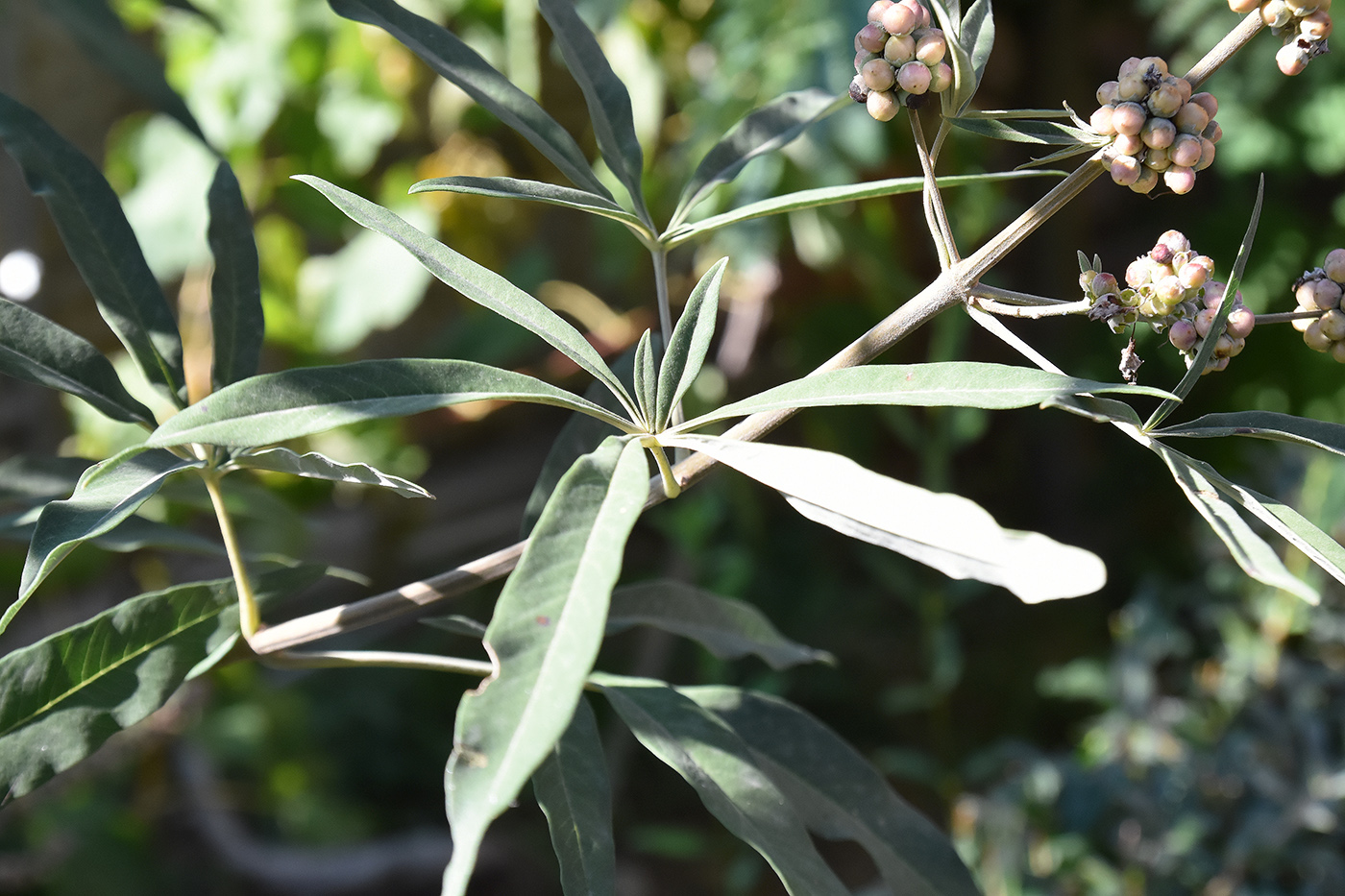 Изображение особи Vitex agnus-castus.