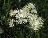 Thalictrum petaloideum. Соцветие. Республика Алтай, Шебалинский р-н, р. Сарлык, около 1000 м н.у.м., луг. 05.07.2010.
