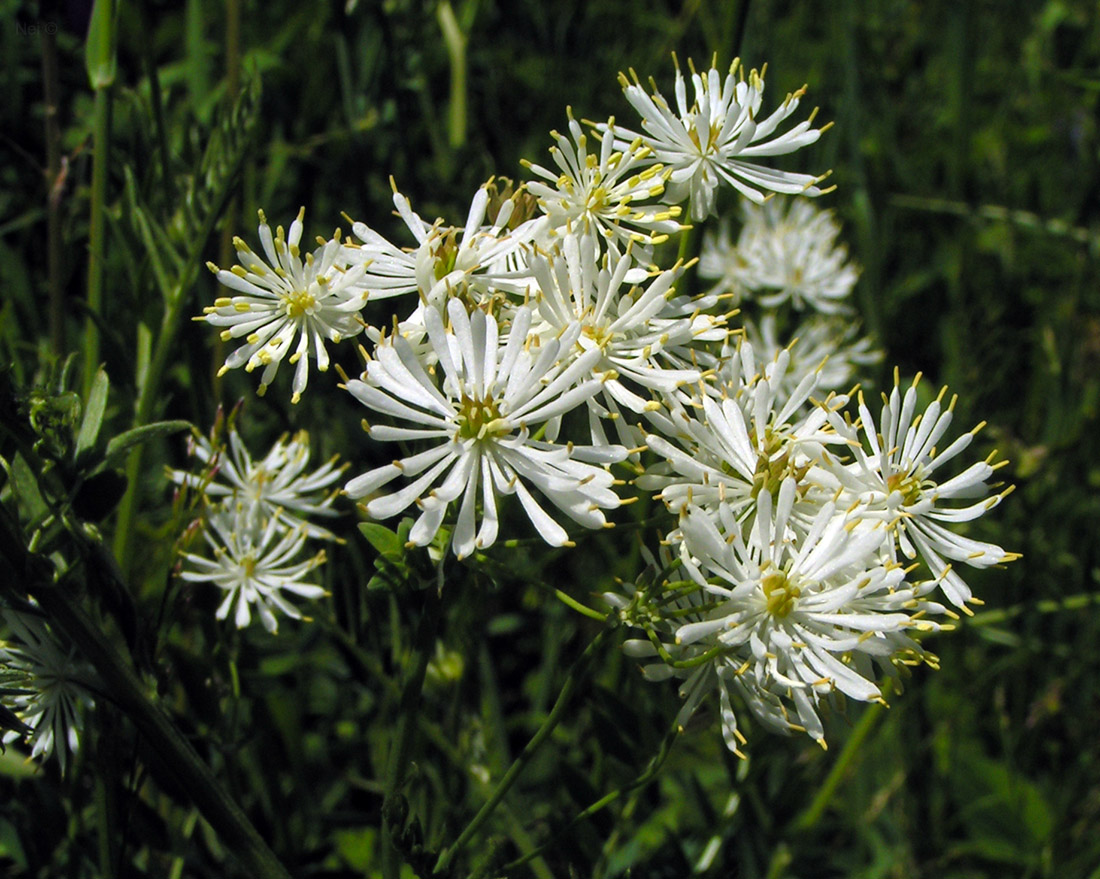 Image of Thalictrum petaloideum specimen.