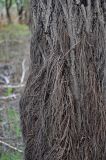 Salix alba. Часть ствола с придаточными корнями. Астраханская обл., Наримановский р-н, окр. пос. Сенной, берег р. Волга. 25.04.2021.