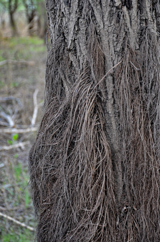 Изображение особи Salix alba.