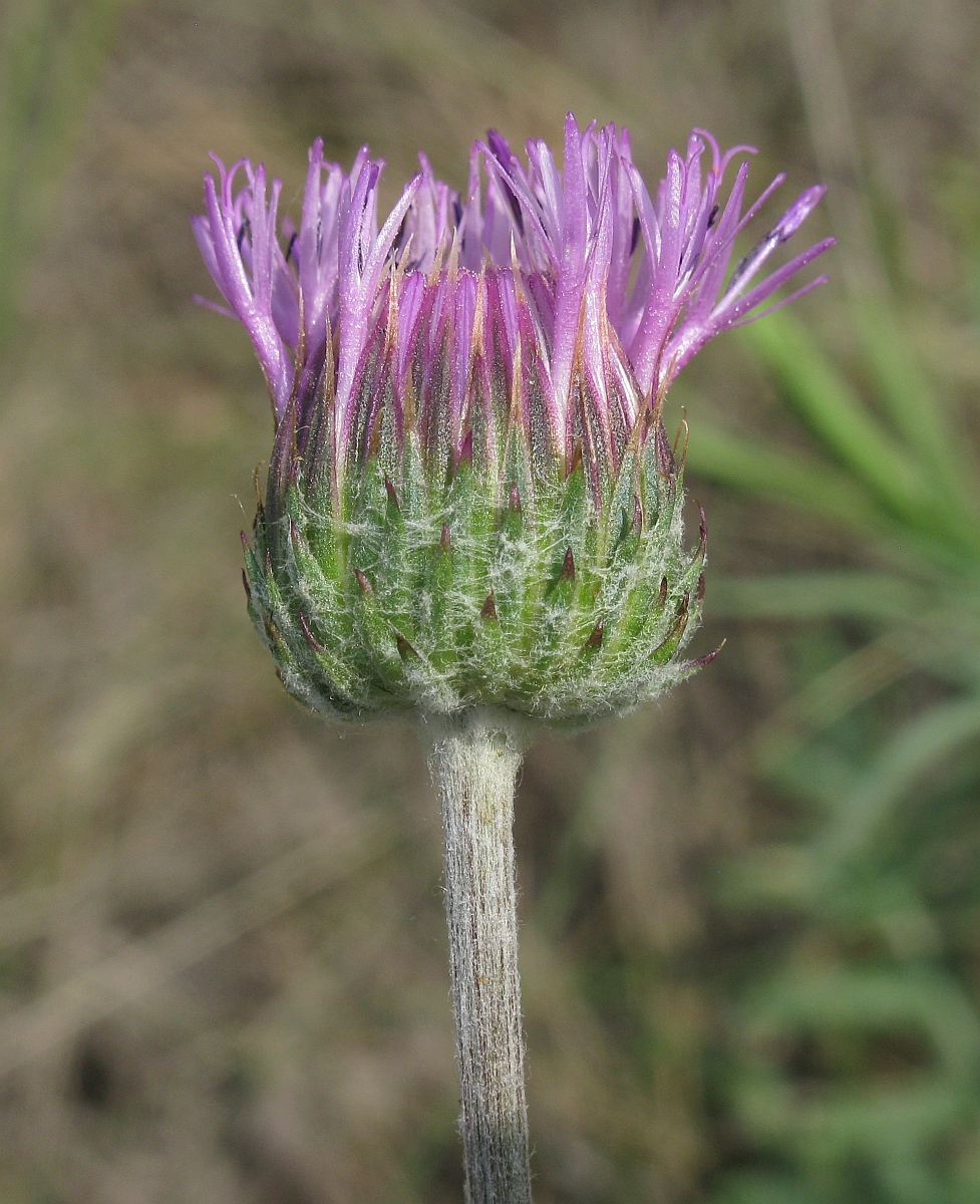 Image of Jurinea cretacea specimen.