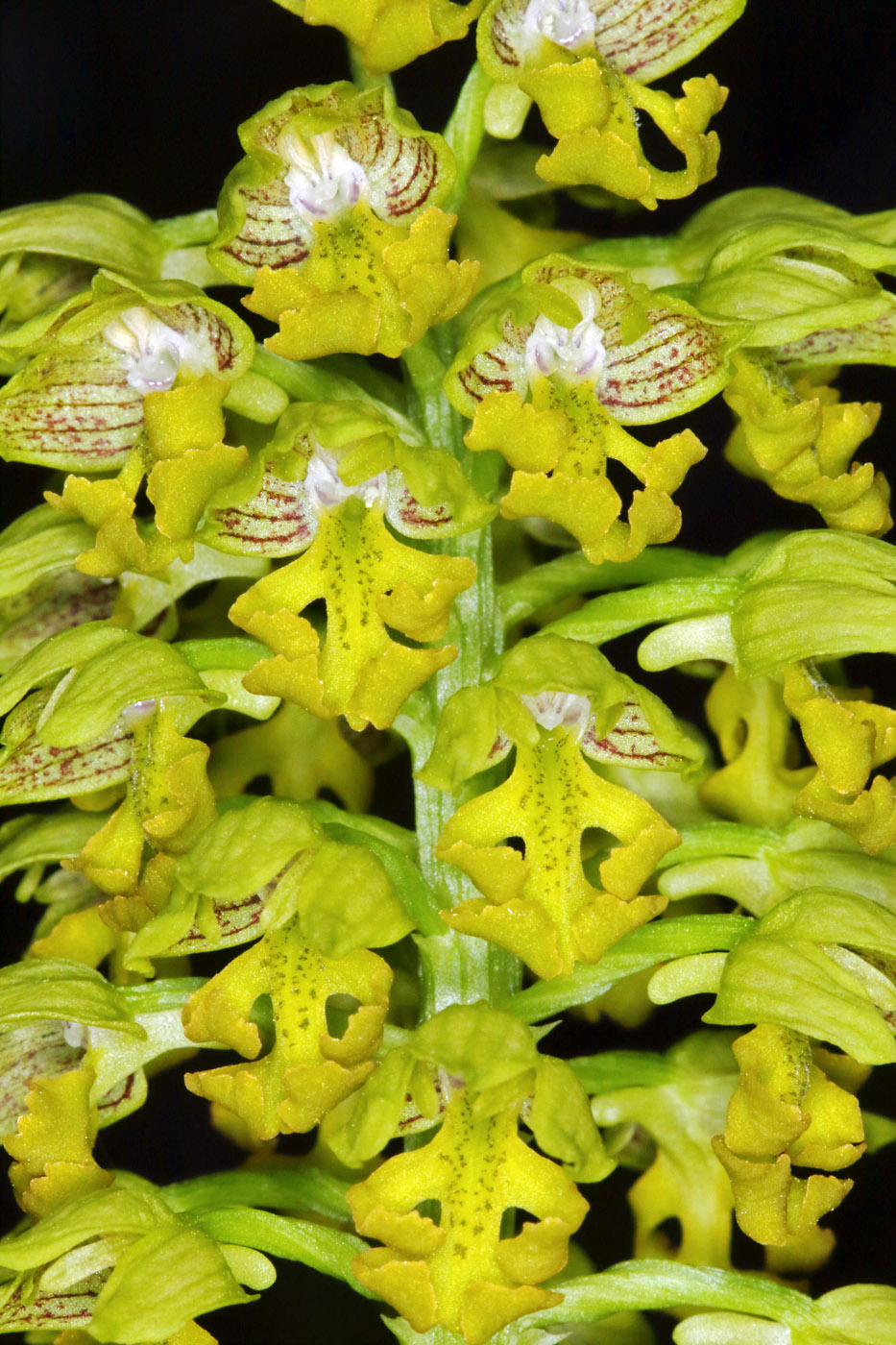 Image of Orchis punctulata specimen.