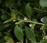 genus Myoporum