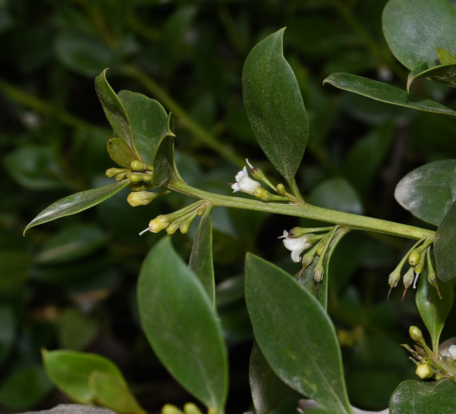 Image of genus Myoporum specimen.