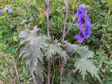 Delphinium speciosum. Части поражённых мучнистой росой побегов с соцветиями. Республика Северная Осетия-Алания, Ирафский р-н, с. Дзинага, Большой Кавказ, долина р. Караугомдон, правый берег р. Гулардон, ≈ 1500 м н.у.м., каменистое место. 28.06.2021.