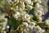 Viburnum odoratissimum. Цветки. Греция, Эгейское море, о. Парос, пос. Дриос, приусадебный участок, возле забора. 05.05.2021.