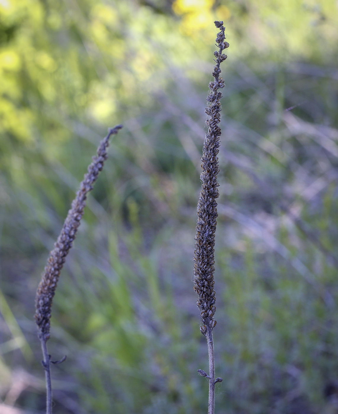 Image of Veronica spicata specimen.