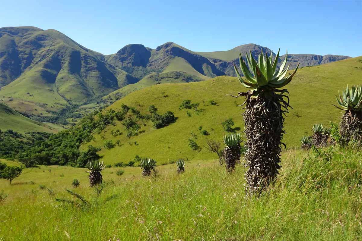 Image of Aloe marlothii specimen.