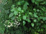 Clematis vitalba. Цветущие побеги. Нидерланды, провинция Гронинген, Харен. 7 октября 2007 г.
