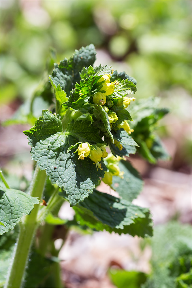 Image of Scrophularia chrysantha specimen.