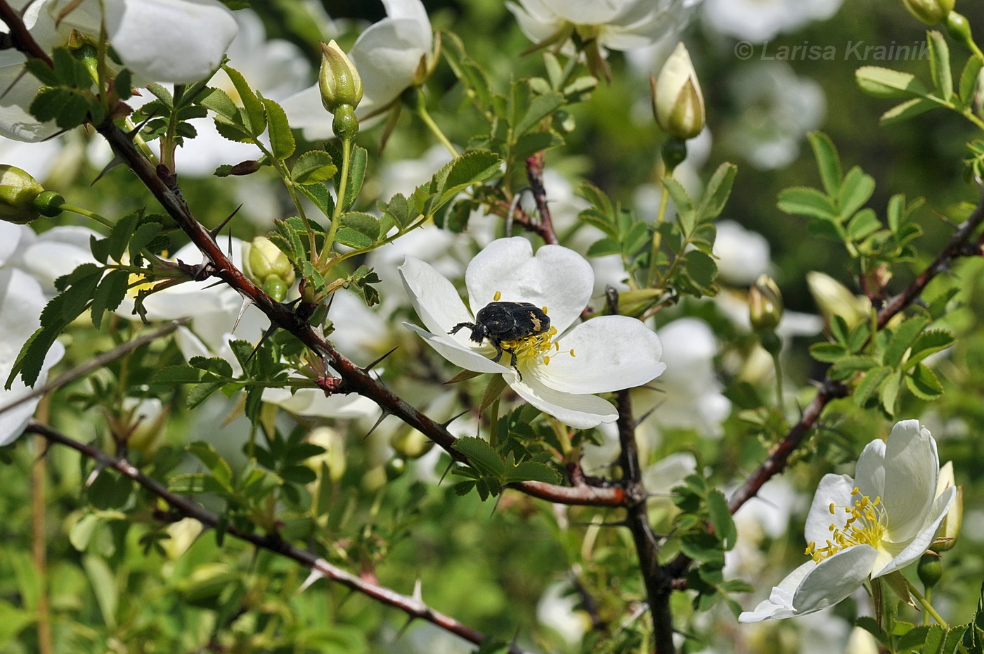 Изображение особи Rosa spinosissima.