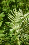 Valeriana officinalis. Лист (видна абаксиальная поверхность). Калужская обл., Боровский р-н, окр. дер. Федорино, левый берег р. Межиха, луг. 07.06.2022.