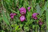 Cypripedium macranthos